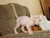 getImage (7).webp