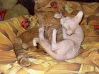 getImage (5).webp
