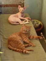 getImage (8).webp