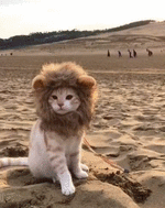 70ba3cfc711b547d5.gif