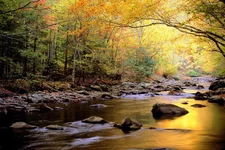 Golden Waters, Great Smoky Mountains National Park, Tennessee.webp