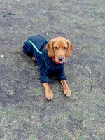  в комбезе.webp