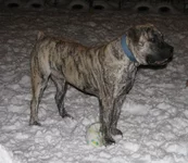 IMG_0379 Фэбиан для Мадлен (ночью  1).webp