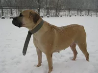 IMG_0395 Офелия для Мадлен.webp