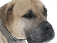 IMG_0429 Офелия (портрет для Мадлен).webp