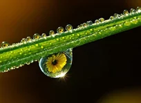 Rosa.webp