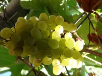 DSC04887.webp