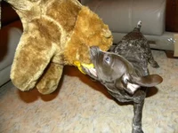  258.webp