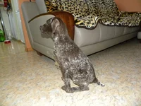  273.webp