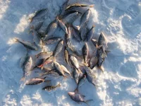 IMG_3220 - копия.webp