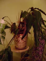 DSC04715.webp