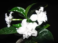 tabernemontana_2012.webp