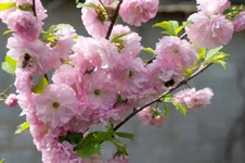 DSC00009.webp