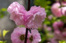 DSC00019.webp