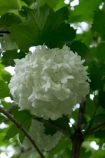 DSC00014-2.webp