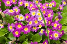 DSC00026.webp