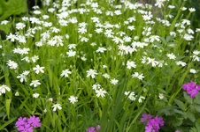 DSC00029.webp