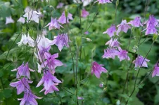 DSC00031.webp