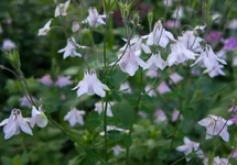 DSC00032.webp