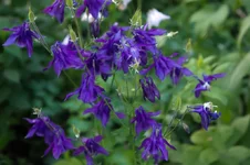 DSC00033.webp
