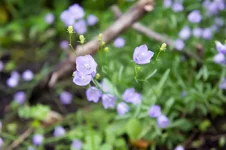 DSC00036-2.webp