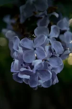 DSC00042.webp