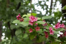 DSC00047.webp