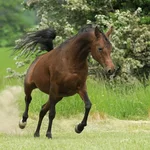 0_2fadf_83931bf6_XL.webp