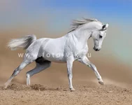 0_5749f_f329c7c_XL.webp