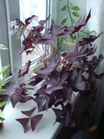 DSC03174.webp