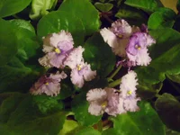 Cenntenial Thunder.webp