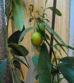 IMG_0284.webp