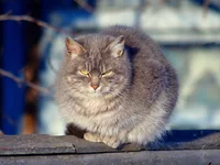 IMGP2786_1.webp