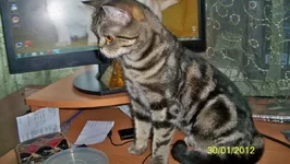 .webp