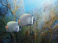 Fish_see_14.webp