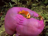 Fish_see_18.webp