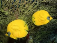 Fish_see_20.webp