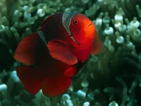 Fish_see_24.webp