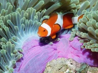 Fish_see_38.webp