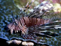 Fish_see_34.webp