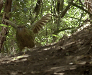 tumblr_ndwtawzB3u1qhi2e6o4_250.gif