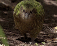 tumblr_ndwtawzB3u1qhi2e6o3_250.gif