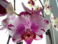 DSCN0282q.webp