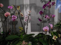 DSCN0258q.webp