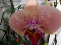 DSCN0268q.webp