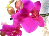 IMG_0267.webp