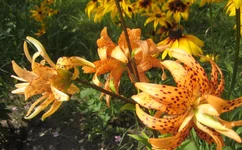Flore Pleno 2.webp