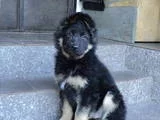 animals-dogs-deutscher-schaferhund-1_t.webp
