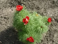 DSC01952.webp