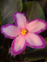 Kev`s Heaventy Star.webp